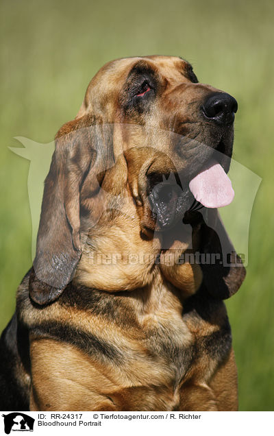 Bluthund Portrait / Bloodhound Portrait / RR-24317