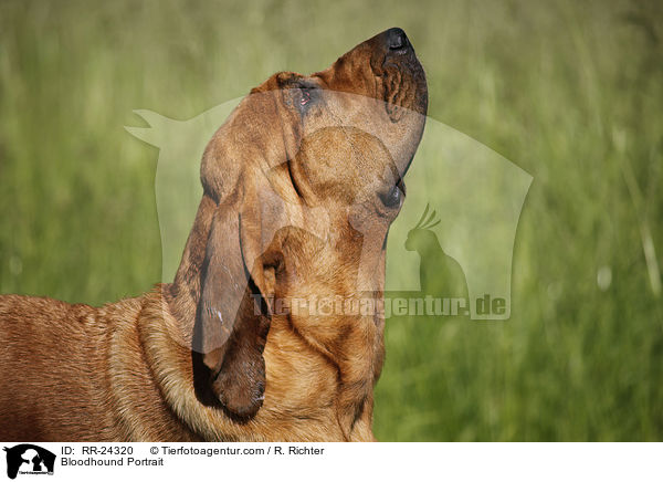 Bluthund Portrait / Bloodhound Portrait / RR-24320