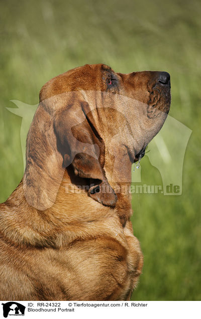 Bluthund Portrait / Bloodhound Portrait / RR-24322