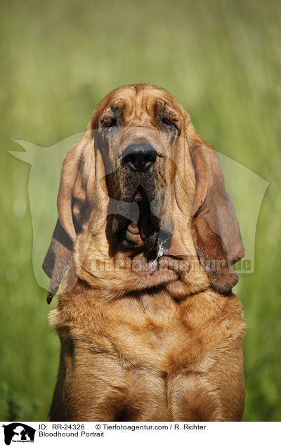 Bluthund Portrait / Bloodhound Portrait / RR-24326
