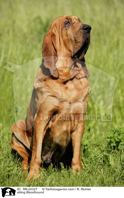 sitzender Bluthund / sitting Bloodhound / RR-24327