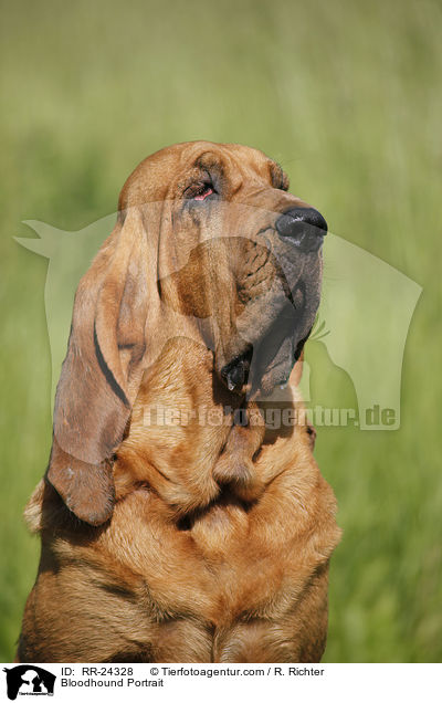Bluthund Portrait / Bloodhound Portrait / RR-24328