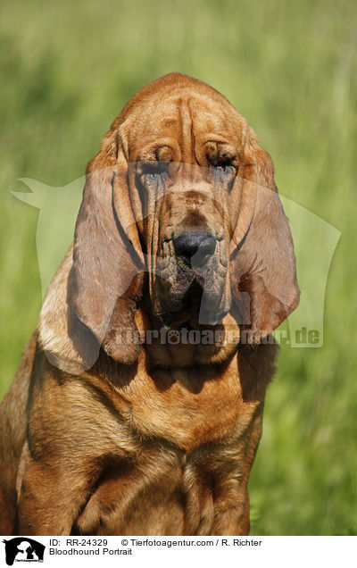 Bluthund Portrait / Bloodhound Portrait / RR-24329