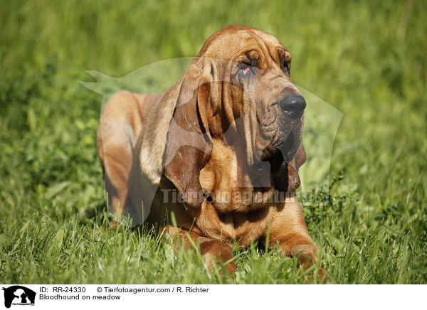 Bluthund auf Wiese / Bloodhound on meadow / RR-24330