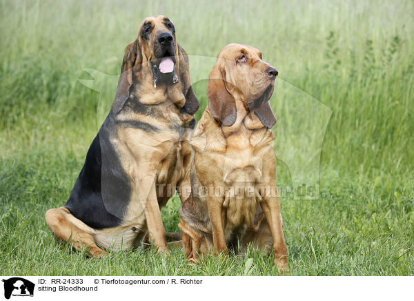 sitting Bloodhound / RR-24333
