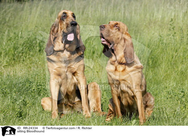 sitzender Bluthund / sitting Bloodhound / RR-24334
