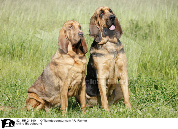 sitzender Bluthund / sitting Bloodhound / RR-24340