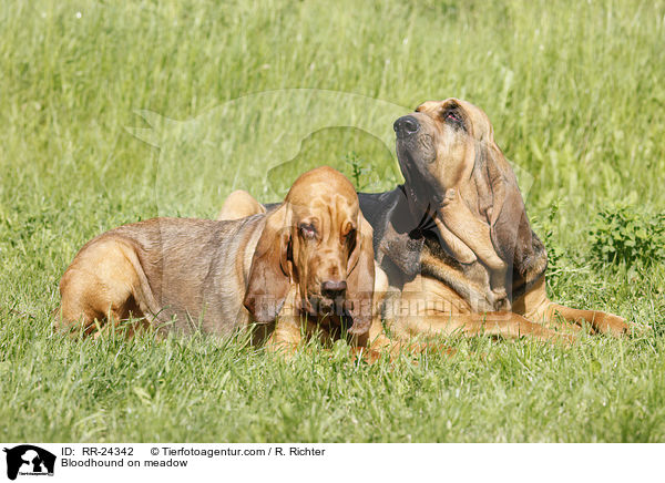 Bluthund auf Wiese / Bloodhound on meadow / RR-24342