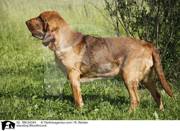 stehender Bluthund / standing Bloodhound / RR-24345