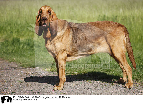 stehender Bluthund / standing Bloodhound / RR-24346
