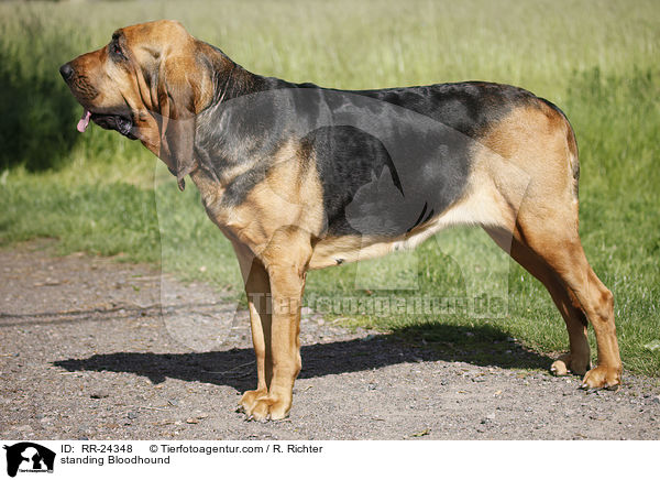 stehender Bluthund / standing Bloodhound / RR-24348