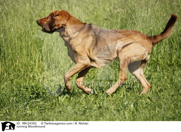 running Bloodhound / RR-24350