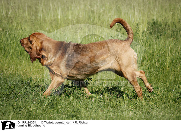 rennender Bluthund / running Bloodhound / RR-24351