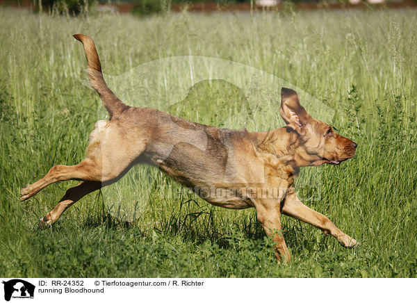 rennender Bluthund / running Bloodhound / RR-24352