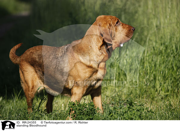stehender Bluthund / standing Bloodhound / RR-24355