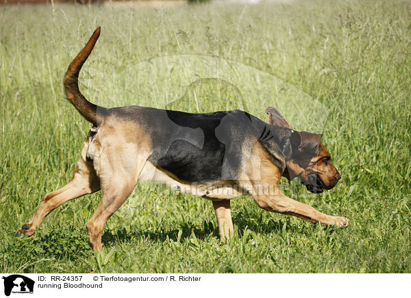 rennender Bluthund / running Bloodhound / RR-24357