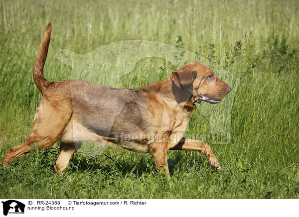 rennender Bluthund / running Bloodhound / RR-24358