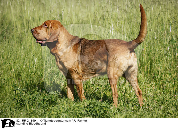 stehender Bluthund / standing Bloodhound / RR-24359