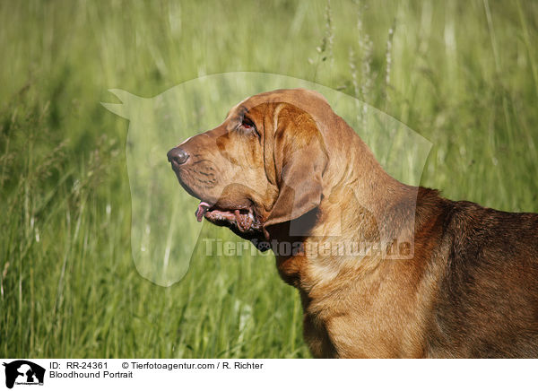 Bluthund Portrait / Bloodhound Portrait / RR-24361