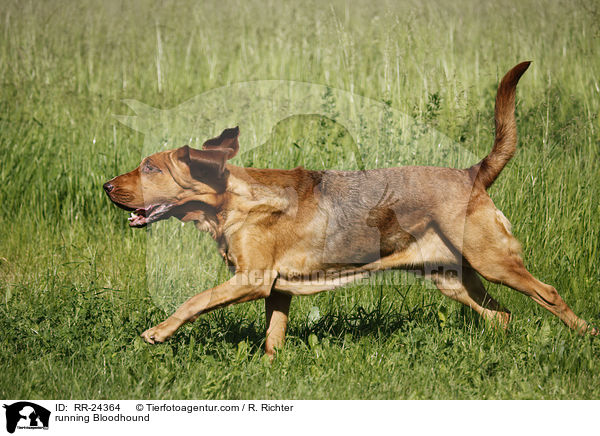 rennender Bluthund / running Bloodhound / RR-24364