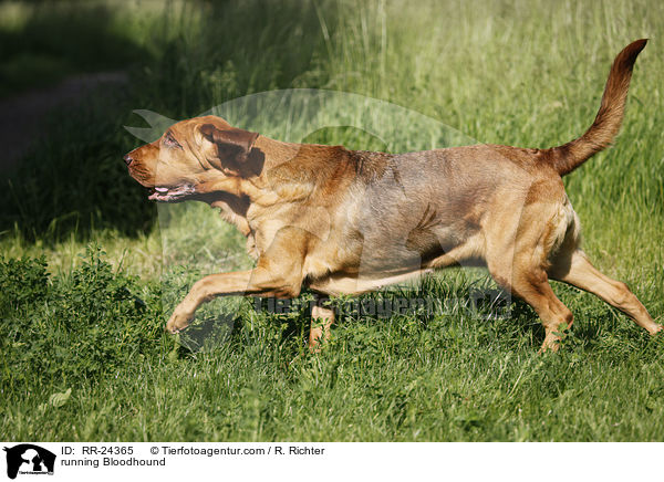 running Bloodhound / RR-24365