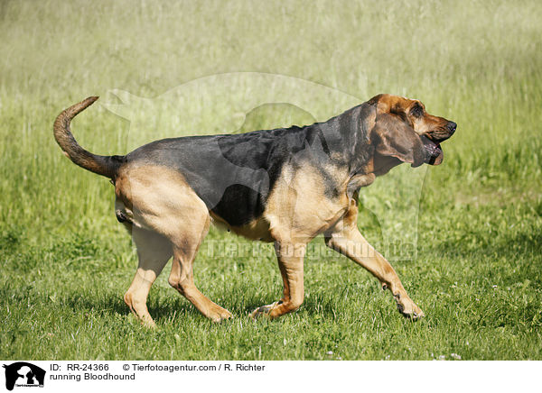 rennender Bluthund / running Bloodhound / RR-24366