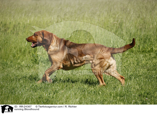 running Bloodhound / RR-24367