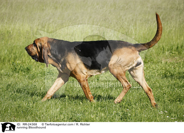 rennender Bluthund / running Bloodhound / RR-24368