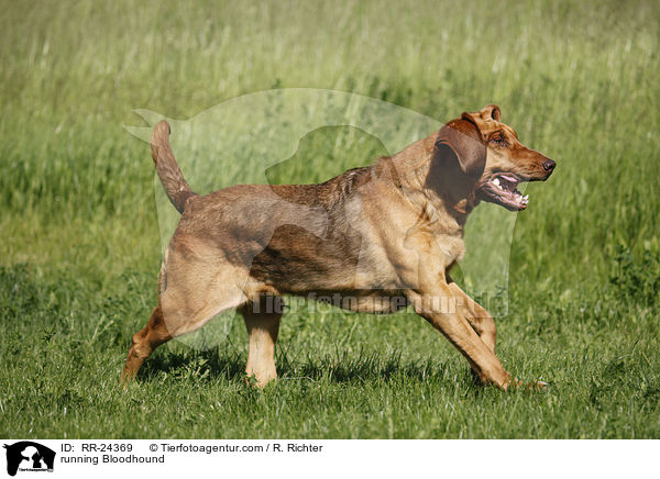 rennender Bluthund / running Bloodhound / RR-24369