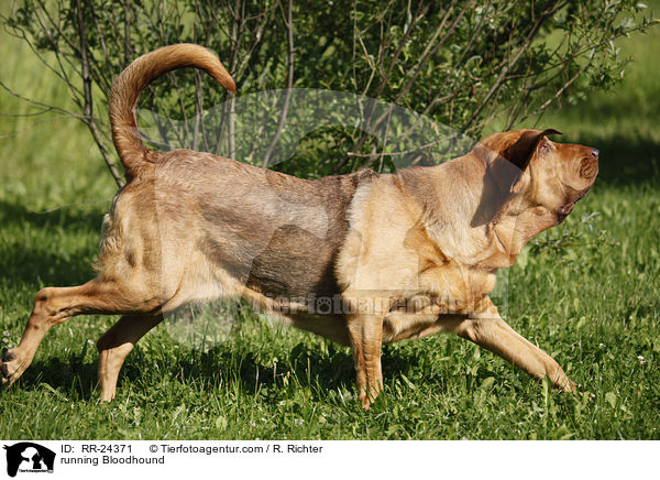 rennender Bluthund / running Bloodhound / RR-24371