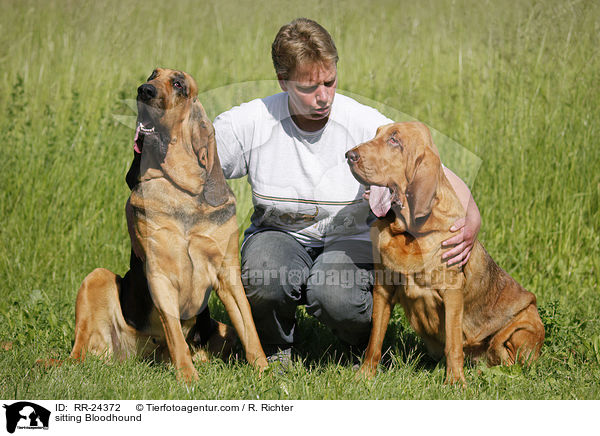 sitzender Bluthund / sitting Bloodhound / RR-24372