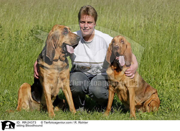 sitzender Bluthund / sitting Bloodhound / RR-24373