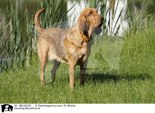 stehender Bluthund / standing Bloodhound / RR-24375