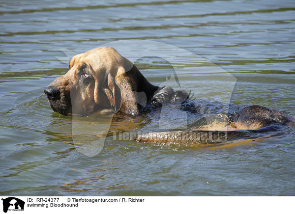 schwimmender Bluthund / swimming Bloodhound / RR-24377