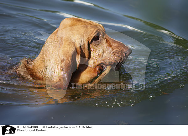 Bluthund Portrait / Bloodhound Portrait / RR-24380