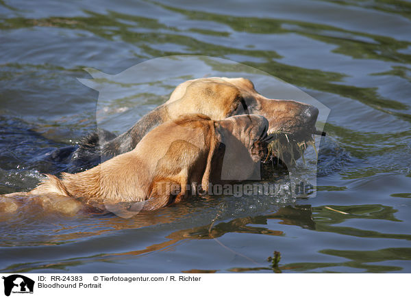 Bluthund Portrait / Bloodhound Portrait / RR-24383