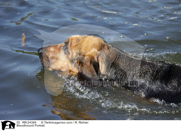 Bloodhound Portrait / RR-24384