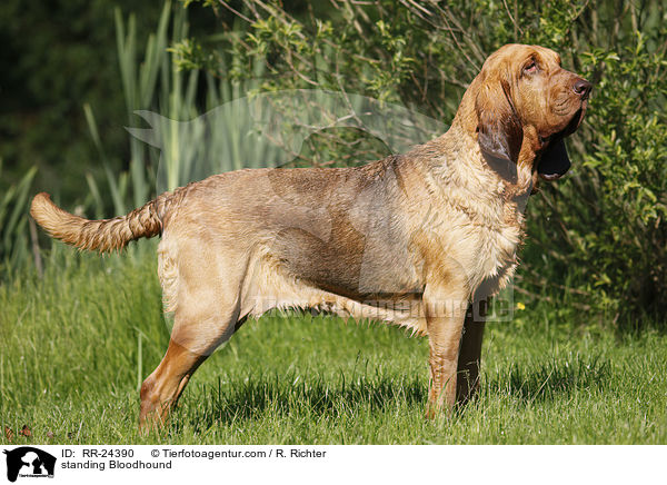 standing Bloodhound / RR-24390