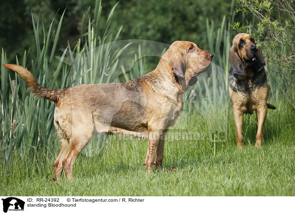 stehender Bluthund / standing Bloodhound / RR-24392