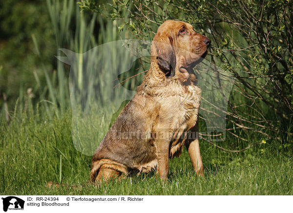 sitting Bloodhound / RR-24394