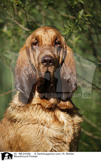 Bluthund Portrait / Bloodhound Portrait / RR-24396