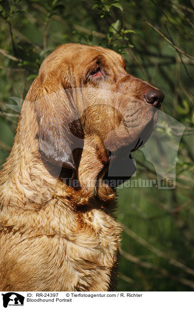 Bluthund Portrait / Bloodhound Portrait / RR-24397
