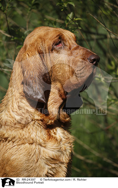 Bloodhound Portrait / RR-24397