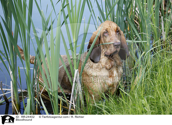 Bloodhound / RR-24402