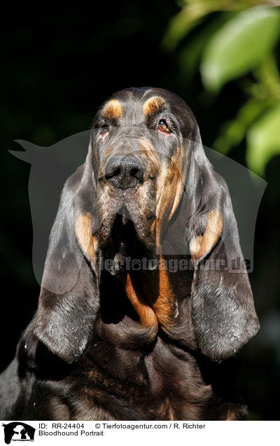 Bluthund Portrait / Bloodhound Portrait / RR-24404
