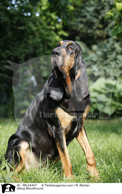 sitzender Bluthund / sitting Bloodhound / RR-24407