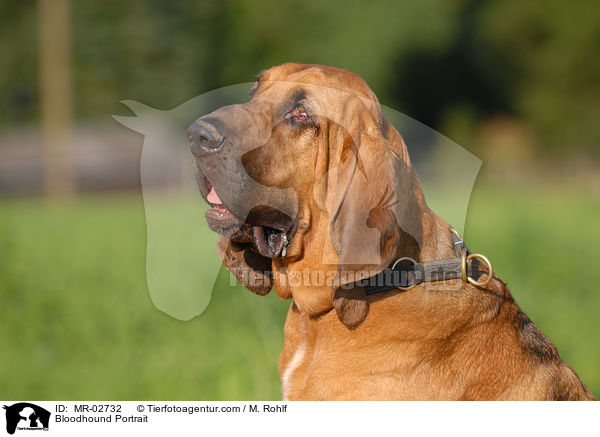 Bluthund Portrait / Bloodhound Portrait / MR-02732