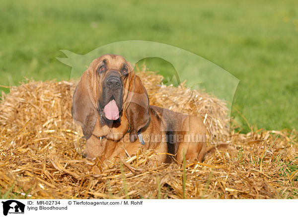 liegender Bloodhound / lying Bloodhound / MR-02734