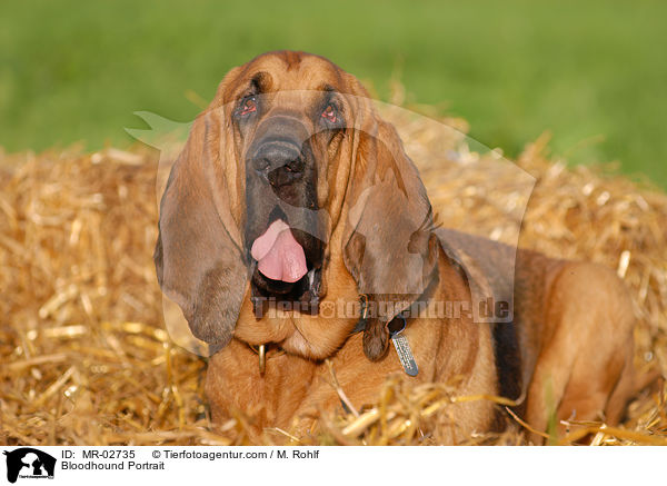 Bluthund Portrait / Bloodhound Portrait / MR-02735