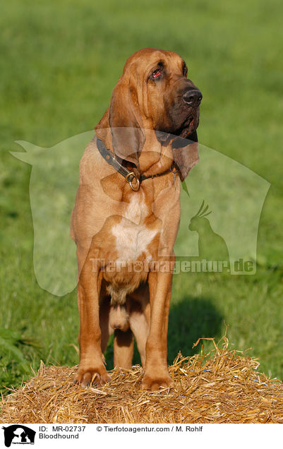 Bluthund / Bloodhound / MR-02737